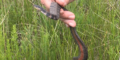 Kalamazoo snake